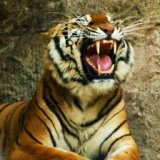 Турист пострадал от нападения тигра