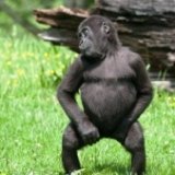 Танцующая горилла из английского зоопарка стала звездой интернета