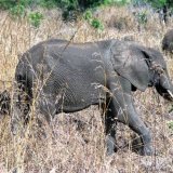 Около 200 слонов погибли в национальном парке Зимбабве