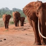 Кения пригласит туристов на слоновью тропу