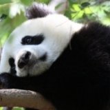 Из зоопарка Гельзенкирхена пропали панды