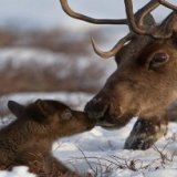 Национальный парк Коми заботится об оленях
