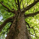 10 ошеломительных фактов о деревьях