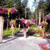 Необычные клумбы на корнях деревьев в ботаническом саду Аляски