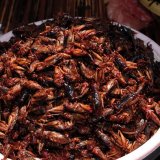 Ресторан Варшавы предлагает пообедать насекомыми