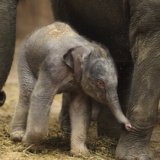 В зоопарке Ганновера родился слоненок
