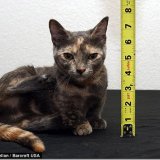 Пиксель — кошка с самыми короткими лапками в мире