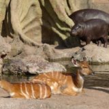 Посетители биопарка Валенсии стали свидетелями рождения детеныша антилопы
