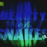 Discovery. Красота змей (Beauty of Snakes)