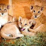 В зоопарке Хельсинки родились три львенка