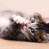 Почему кошки мнут лапками?