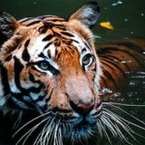 В Индии сняли запрет на «тигровый туризм»