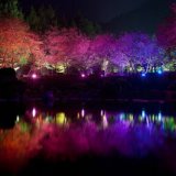 В Тайване стартовал Фестиваль цветущей вишни
