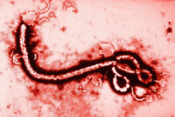 10 faktov pro virus ebola kotorye stoit uznat pryamo segodnya 10 фактов про вирус Эбола, которые стоит узнать прямо сегодня