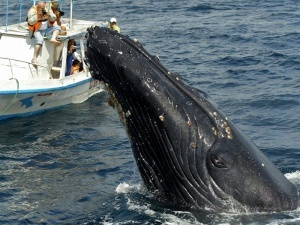 gavaii vydayut garantiyu na kitov Гавайи выдают гарантию на китов