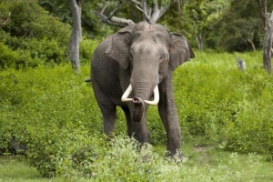 slony buntuyut protiv pogonshikov Слоны бунтуют против погонщиков