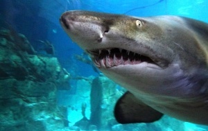 posetiteli zooparka v kaliningrade doveli akulu do nervnogo sryva Посетители зоопарка в Калининграде довели акулу до нервного срыва