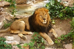 mujchina prygnul v voler so lvami v zooparke barselony Мужчина прыгнул в вольер со львами в зоопарке Барселоны
