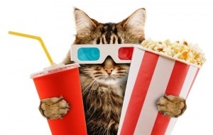 pervyi v mire kinoteatr s koshkami poyavitsya v londone Первый в мире кинотеатр с кошками появится в Лондоне