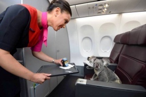 koala letit iz avstralii v singapur v biznes klasse Коала летит из Австралии в Сингапур в бизнес классе