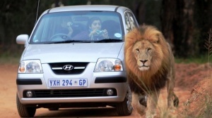 lev ubil turistku v yuar vo vremya safari Лев убил туристку в ЮАР во время сафари