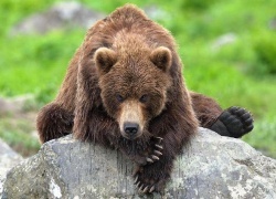 medved napal na turistov na kamchatke Медведь напал на туристов на Камчатке