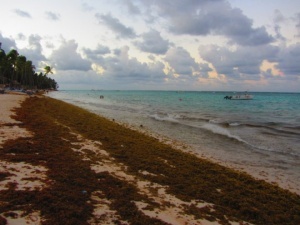 vodorosli ne dayut turistam otdyhat na plyajah dominikany Водоросли не дают туристам отдыхать на пляжах Доминиканы