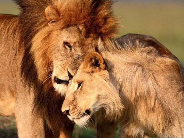 v sleduyushie 20 let afrika poteryaet do 50 populyacii lvov В следующие 20 лет Африка потеряет до 50% популяции львов