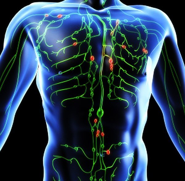 limfa jivaya voda nashego organizma Лимфа — живая вода нашего организма