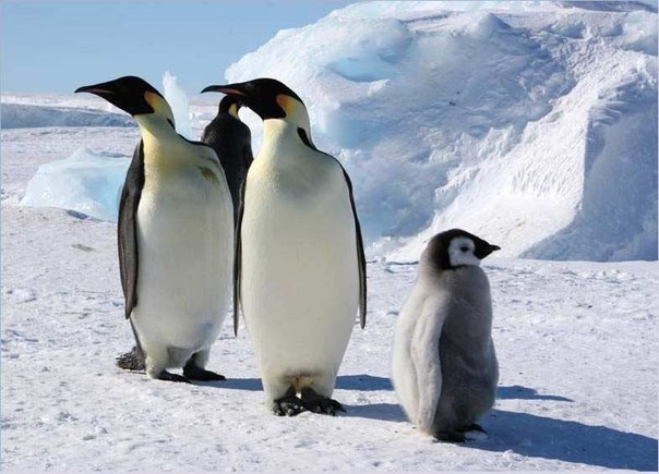 pochemu u pingvinov ne merznut stupni Почему у пингвинов не мерзнут ступни?