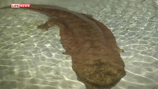 v kitae obnarujili ispolinskuyu salamandru В Китае обнаружили исполинскую саламандру