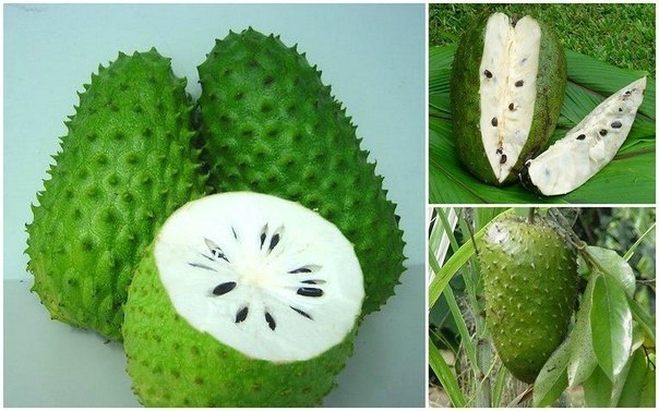 frukt kotoryi lechit rak Фрукт, который лечит рак