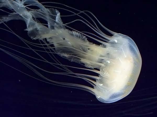 12 interesnyh faktov o meduzah 12 интересных фактов о медузах