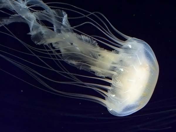 12 interesnyh faktov o meduzah 12 интересных фактов о медузах