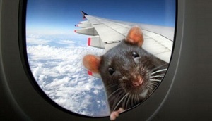 passajirskii samolet ekstrenno prizemlilsya iz za krysy na bortu Пассажирский самолет экстренно приземлился из за крысы на борту