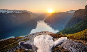 ovcy prodemonstriruyut turistam krasoty norvegii Овцы продемонстрируют туристам красоты Норвегии