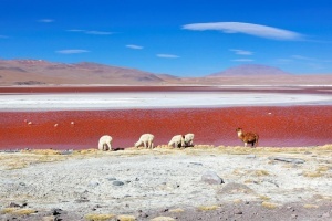 rossiiskim turistam bolshe ne nujny vizy dlya poezdok v boliviyu Российским туристам больше не нужны визы для поездок в Боливию