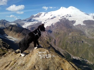 puteshestvennik iz nijnego tagila vzobralsya na elbrus s kotom Путешественник из Нижнего Тагила взобрался на Эльбрус с котом