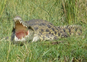 krokodil napal na kupavshegosya v ozere turista v ugande Крокодил напал на купавшегося в озере туриста в Уганде