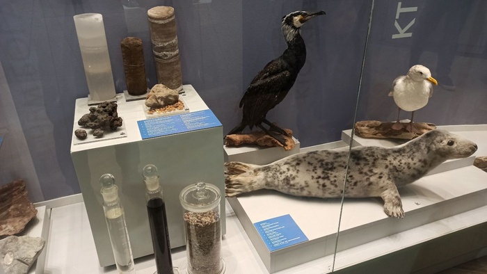 Планета океан Калининград - 12 planeta okean kaliningrad 12 Планета океан Калининград