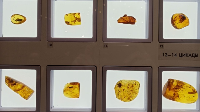 Планета океан Калининград - 14 planeta okean kaliningrad 14 Планета океан Калининград