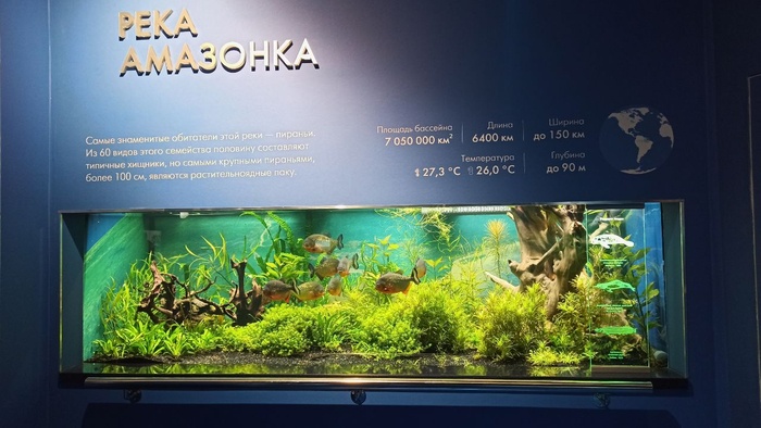 Планета океан Калининград - 17 planeta okean kaliningrad 17 Планета океан Калининград