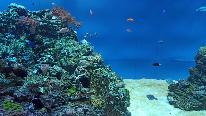 Планета океан Калининград - 19 planeta okean kaliningrad 19 Планета океан Калининград