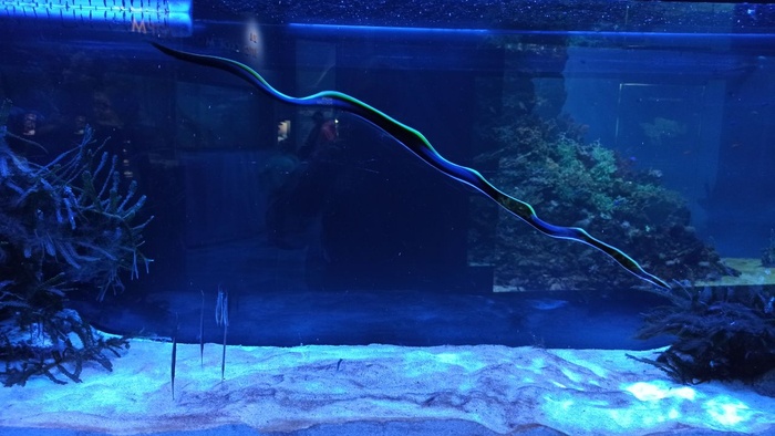 Планета океан Калининград - 20 planeta okean kaliningrad 20 Планета океан Калининград