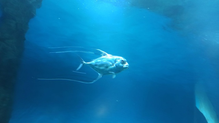 Планета океан Калининград - 21 planeta okean kaliningrad 21 Планета океан Калининград