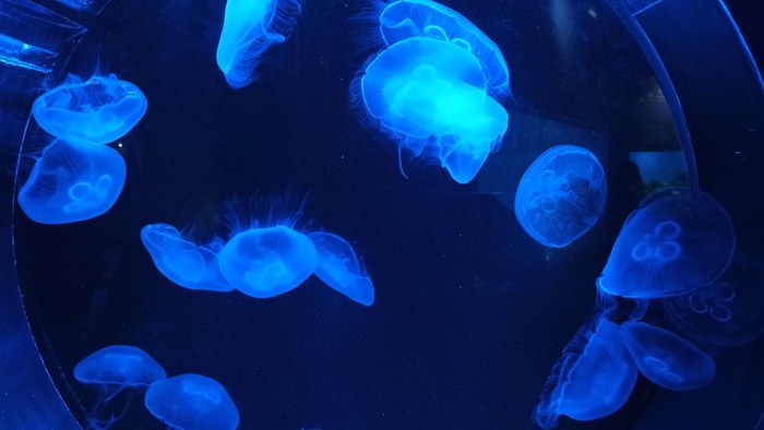 Планета океан Калининград - 22 planeta okean kaliningrad 22 Планета океан Калининград