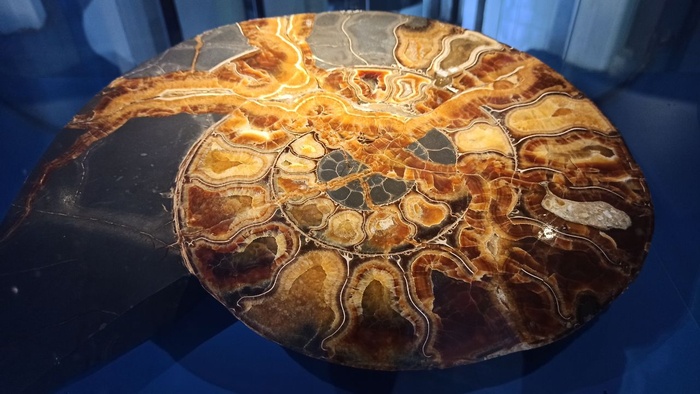 Планета океан Калининград - 23 planeta okean kaliningrad 23 Планета океан Калининград