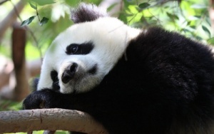 iz zooparka gelzenkirhena propali pandy Из зоопарка Гельзенкирхена пропали панды