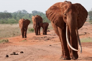 keniya priglasit turistov na slonovyu tropu Кения пригласит туристов на слоновью тропу