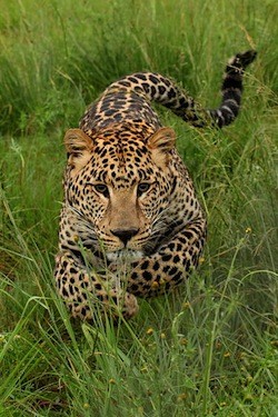 leopard ubil bolee 15 chelovek v nepale Леопард убил более 15 человек в Непале